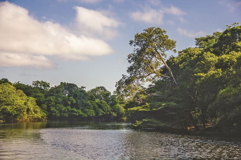 La política de regeneración de Natura en el Amazonia.