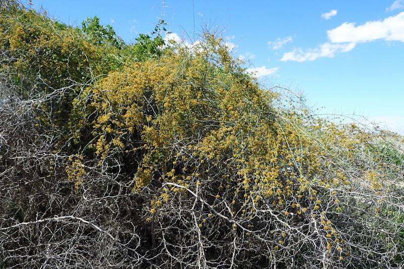 En la medicina tradicional, la ephedra ha sido usada para tratar problemas respiratorios como el asma. (Foto: Wikimedia Commons - Krzysztof Ziarnek, Kenraiz)