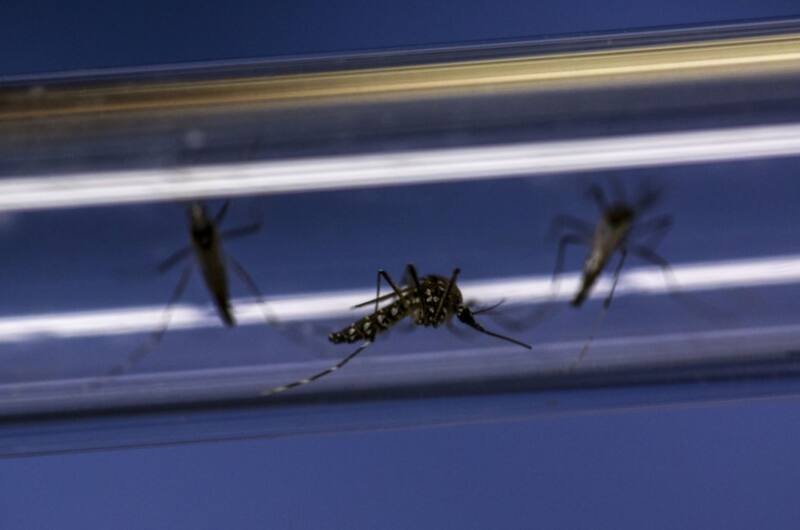 Los mosquitos son algunos de los insectos que puedes alejar usando métodos naturales. Fuente: Archivo.