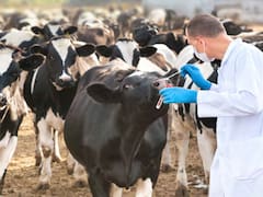 El gobierno distribuirá vacunas contra la tristeza parasitaria bovina: ¿cuál es el costo?