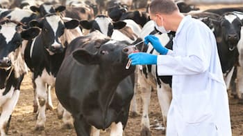 El gobierno distribuirá vacunas contra la tristeza parasitaria bovina: ¿cuál es el costo?