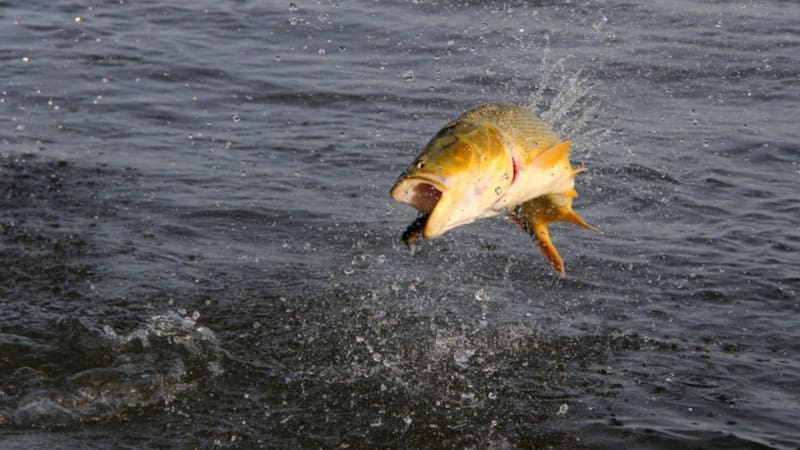 En Concordia se pueden sacar los mejores dorados, pero no es lo único que se pesca en la zona.
