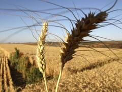 Trigo: proyectan que tendrá la mayor siembra de los últimos años