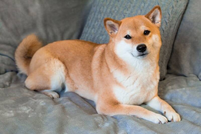 Esta es la raza de perro Shiba Inu. Son muy populares en países como Japón.