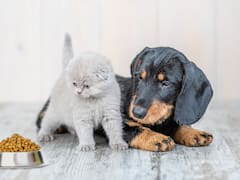 ¿Tenés mascotas? Buscan eliminar el IVA en alimento balanceado y medicinas: ahora será más barato tener un perro o gato