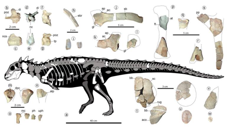 El esqueleto del nuevo dinosaurio descubierto en La Patagonia. (Fuente: Scientific Reports).