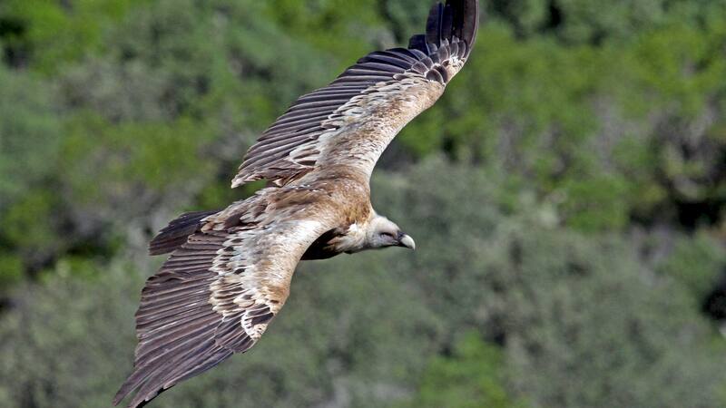 <div class="migrated-promo-image__description"><div class="migrated-promo-image__source">Fuente: ebird.org</div></div>