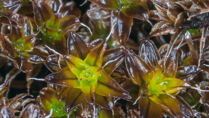 Un estudio muestra que una planta, adaptada a climas hostiles de la Tierra, podría crecer en Marte.