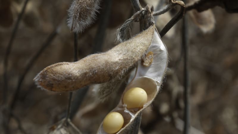 Granos de soja en el Núcleo Rural Buriti Vermelho, en Brasilia. XINHUA