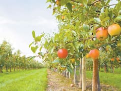 Senasa declara la emergencia fitosanitaria en Chubut por mosca de los frutos