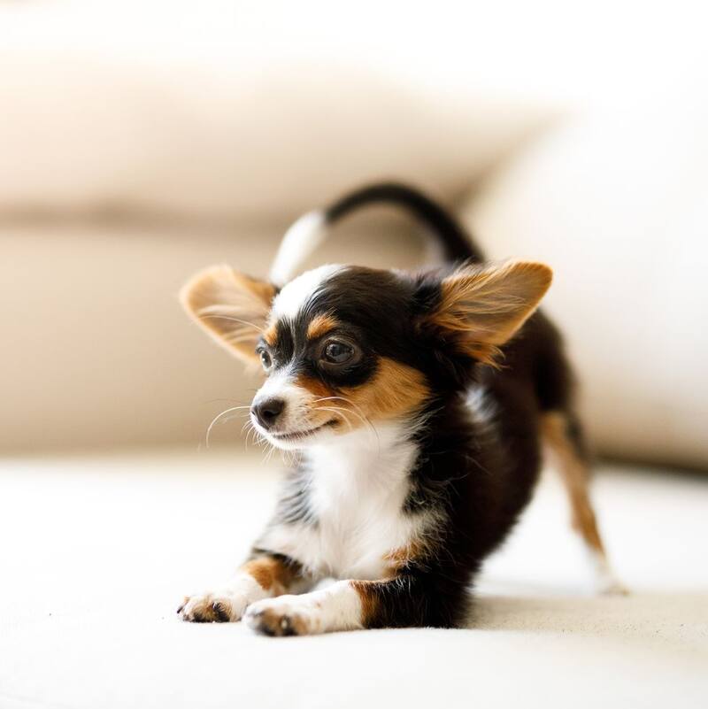 El Chihuahua es la raza más pequeña y se adapta muy bien al trabajo en casa (Fuente: GETTY IMAGES)