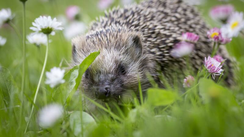 Las montañas Cíclopes albergan una biodiversidad única con especies que se creían extintas.