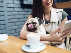 Día del Animal: hoteles exclusivos, restaurantes y aerolíneas pet friendly