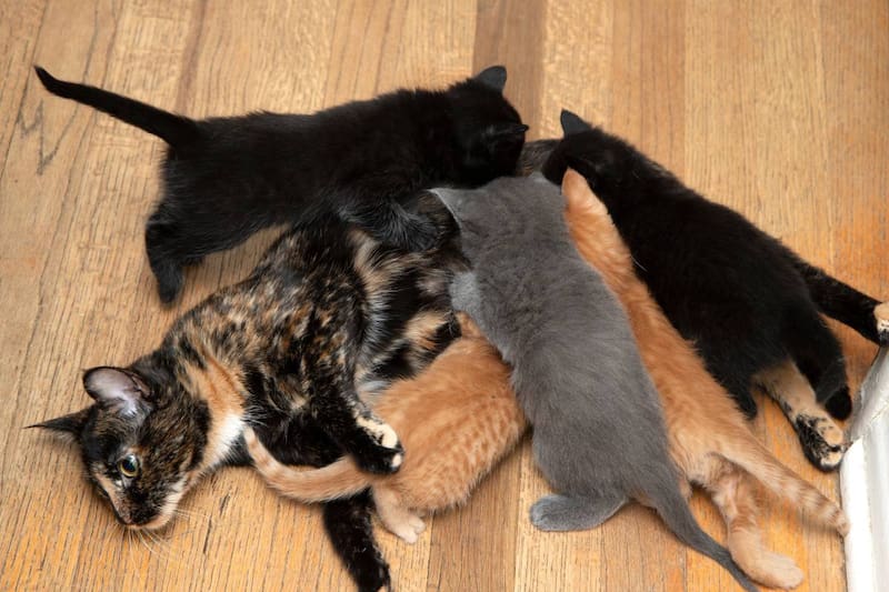 Gata carey y sus gatitos. Fuente: Shutterstock.