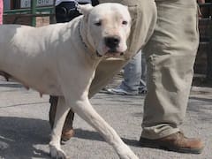 "Le destrozó la cabeza", la devastadora autopsia de la joven que murió atacada por dos perros dogos