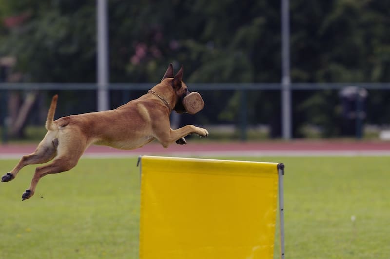 El pastor belga malinois se destaca por su destreza en el deporte. (Pixabay)