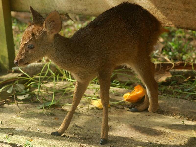 Estos animales miden solo 60 centimetros (Fuente: Sociedad para la Conservación de la Vida Silvestre de Galle).