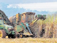 Ledesma comienza la zafra con previsión de que se mantenga el nivel de 2017