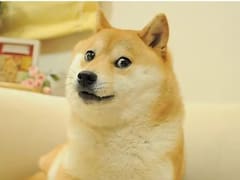Dolor por la muerte de Kobasu: del perro meme a la cara de Dogecoin y el Mundo Crypto