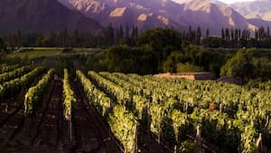 Salta: la nueva frontera vitivinícola de altura
