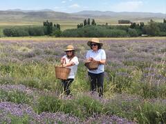 Campos de lavanda y sierras en un encantador pueblo rural de la provincia de Buenos Aires