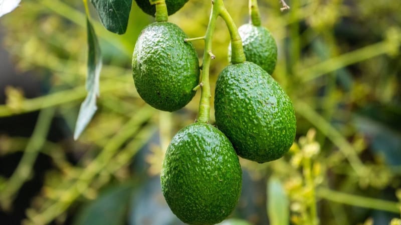 Consumo de palta. Fuente: Archivo.