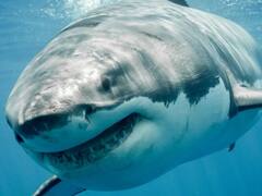 Increíble hallazgo: avistaron al tiburón blanco más grande del mundo nadando en las playas de este estado