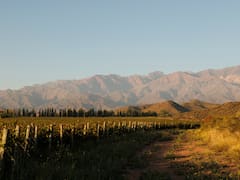 Una bodega argentina apuesta al boom sin alcohol y lanza su primer espumante