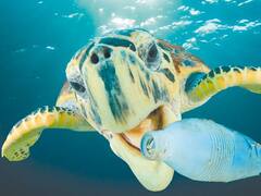 Con el plástico que se tira en Argentina, se podría construir una torre Le Parc por día