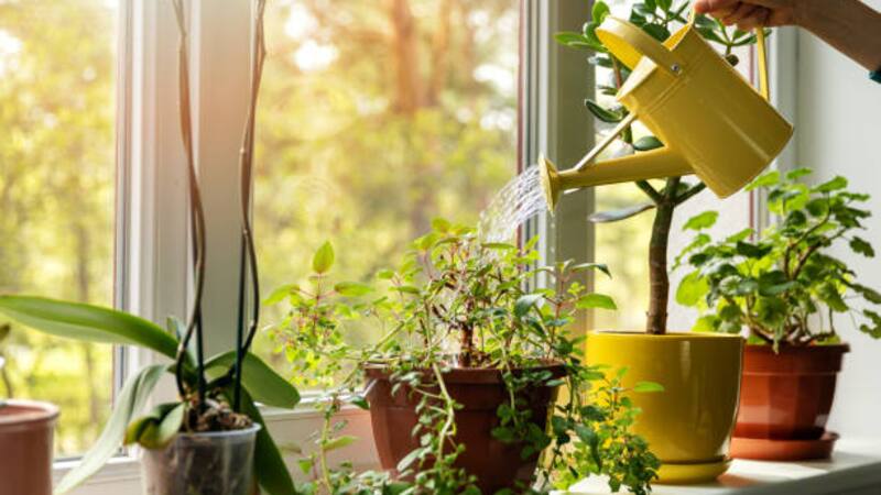 Descubrir qué planta sumar a tu hogar te ayudará a equilibrar tus energías.