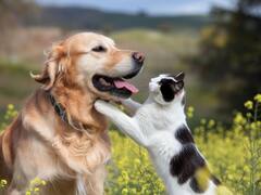 Veterinarios revelan el secreto mejor guardado: cómo hacer para que convivan gatos y perros