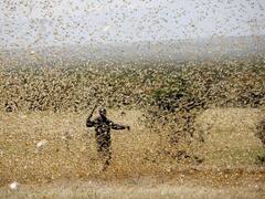 Una "peste" diferente al coronavirus pone en jaque al mundo: plaga de langostas
