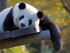 El país asiático que tiene el zoológico más grande del mundo: cuenta con más de 2500 animales y no se trata de China