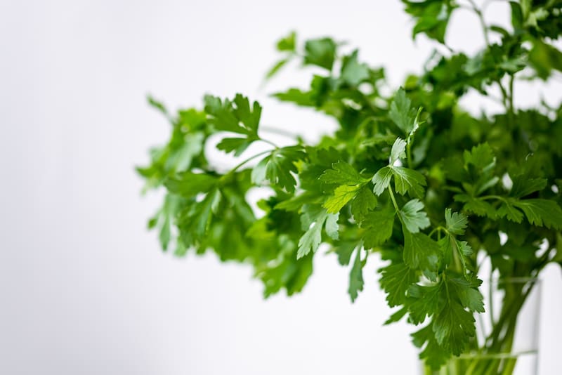 Cuáles son los beneficios del cilantro para tu piel. Fuente: archivo.