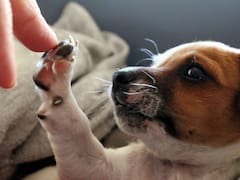 DogHero: esta app te permite ganar un “puchito extra sin moverte de tu casa