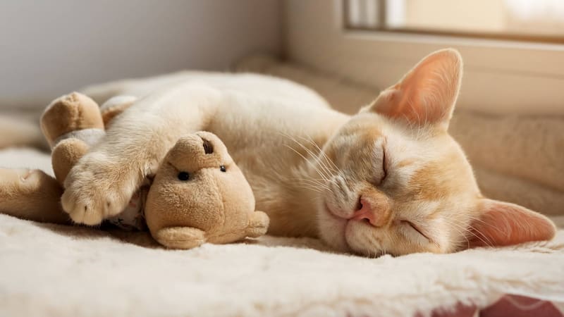 Gatito durmiendo. Fuente: Shutterstock.