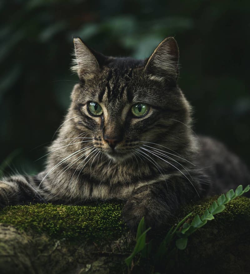 Gatos atigrados en casa. Fuente: Pixabay.