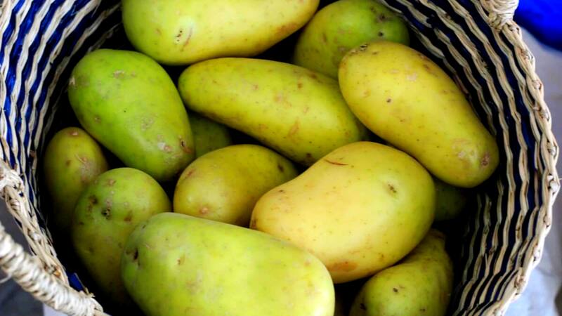 El consumo de papas verdes o germinadas sigue siendo un riesgo significativo para la salud.