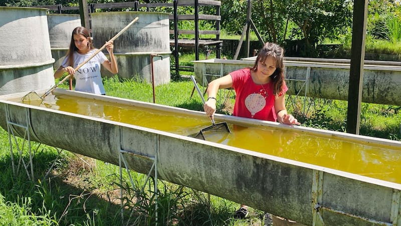 Fuente: Facultad de Agronomía UBA.
