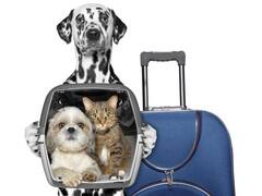 Viajar con tu mascota: 5 cosas que tenés que saber para subirla al avión