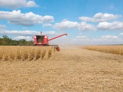 Por la mayor superficie de maíz, Don Mario apuesta por diversificarse