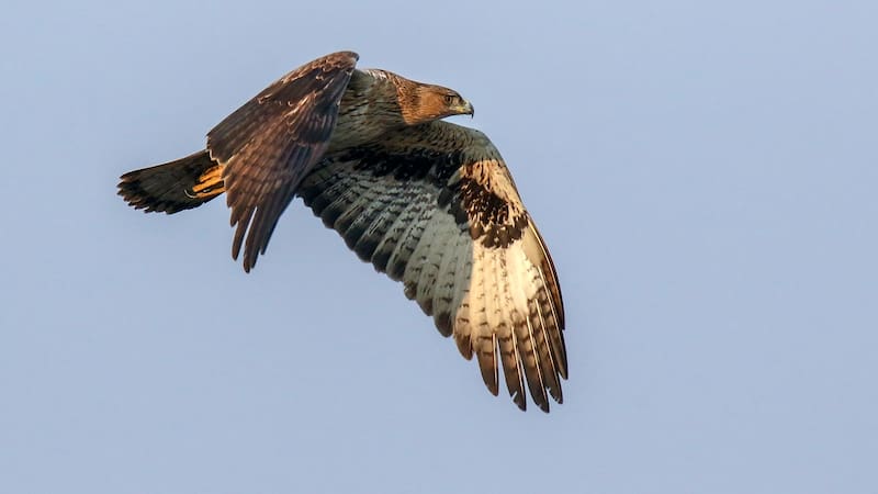 Un estudio de la Universidad de Barcelona ofrece nuevos datos sobre la recuperación del águila perdicera en Cataluña.