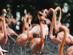 El curioso y particular dato en común que los humanos tenemos con los flamencos