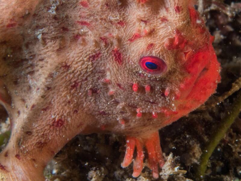 Este pez único utilizaba sus aletas, parecidas a manos, para caminar sobre el fondo marino. (Fuente: Reef Life Survey, Rick Stuart-Smith en Wikimedia Commons)