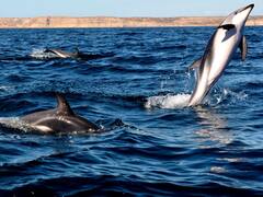 Navegar con delfines: la emocionante excursión para hacer en uno de los destinos más lindos de Argentina