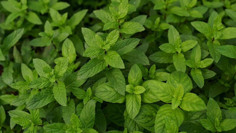 Descubrí una hierba natural que potencia tus funciones cognitivas.