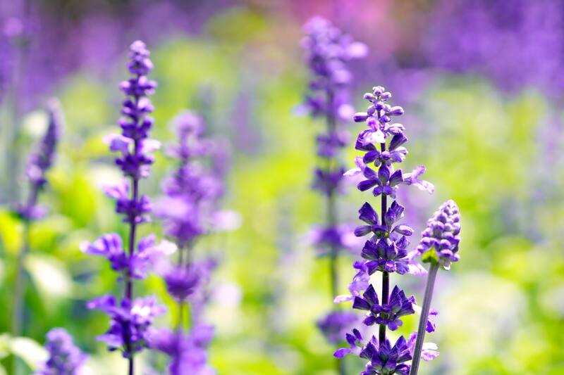 La salvia es una planta perenne que puede alcanzar una altura de 60 centímetros y sus hojas son ovaladas y de color verde oscuro. Las flores pueden ser de color azul o violeta y se agrupan en espigas. (Fuente: Pixabay).