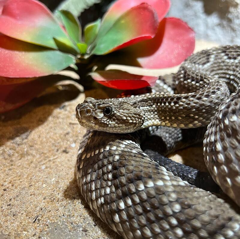 Este sitio fue creado por el actor argentino Federico Amador, quien es un defensor de los animales y el medio ambiente. (Fuente: Facebook Serpentario Educativo Tigre)