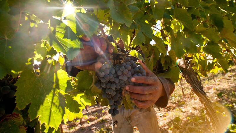 La industria del vino sigue con números en rojo