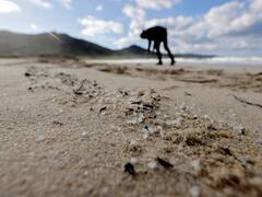 Catástrofe ambiental: el Gobierno acusa a la Xunta de brindar información falsa sobre los "pallets"